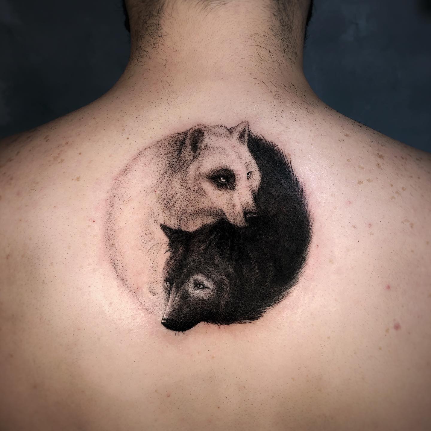 Tatuaje de lobo Yin y Yang